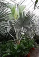 Bismarckia nobilis - Blauwe palm 340-350cm