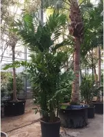 Ptychosperma macarthurii - Macarthur Palm 415-425cm