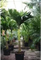 Areca catechu - Betelpalm 340-350cm