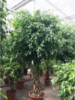 Ficus 'Exotica' - Speciale stammen 260-270cm - Koker vorm
