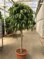 Ficus 'Amstel King' 240-250cm