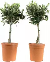 Hellogreen Kamerplanten - Set van 2 - Olijfboom - ↕ 50 cm