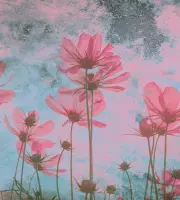 Dimex Pink Flower Abstract Fotobehang 225x250cm 3-banen
