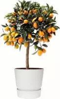 Fruitgewas van Botanicly – Citrus Kumquat in witte ELHO plastic pot als set – Hoogte: 75 cm