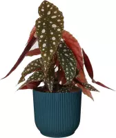 Kamerplant van Botanicly – Stippenbegonia in blauw ELHO plastic pot als set – Hoogte: 25 cm – Begonia Maculata