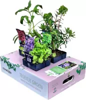 Tegeltje Groen - Groen Cadeau - plantenmix - drie vaste planten - wintergroen