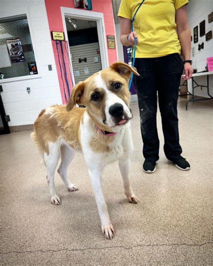 Exploring Ardmore OK Animal Shelter: A Haven for Rescued Pets