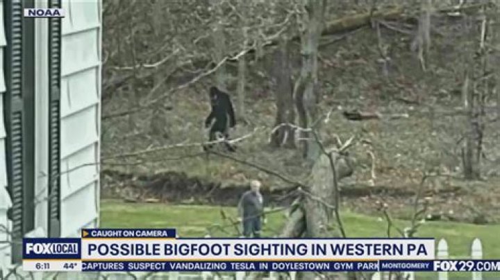Unraveling the Mystery of Bigfoot Sightings: The Ultimate Guide