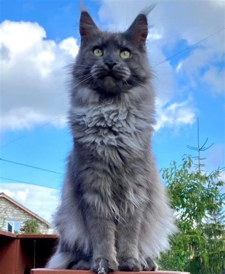 Blue Smoke Maine Coon: The Majestic Feline of the Blue Smoke Coat
