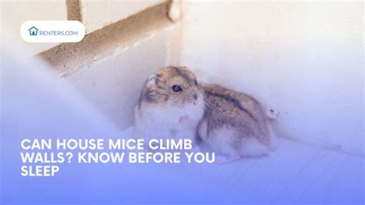 Can House Mice Climb Walls? Understanding Their Abilities and Behavior