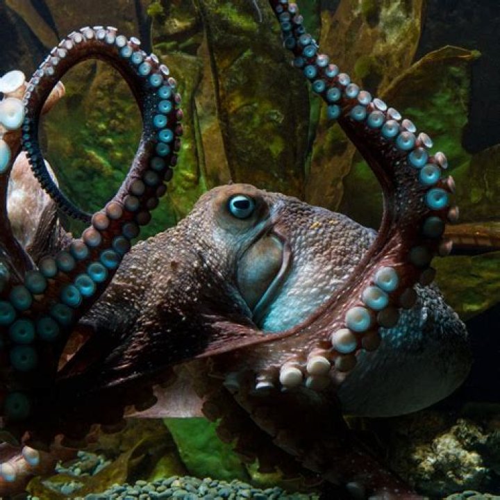 Meet the Green Dancing Octopus with a PhD in English Literature: A Unique Marine Marvel