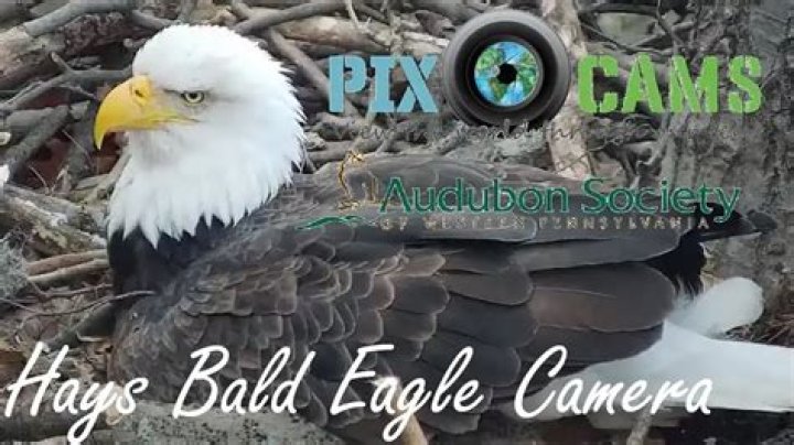 Discovering Hays Eagle Webcam: A Window into Nature's Majesty