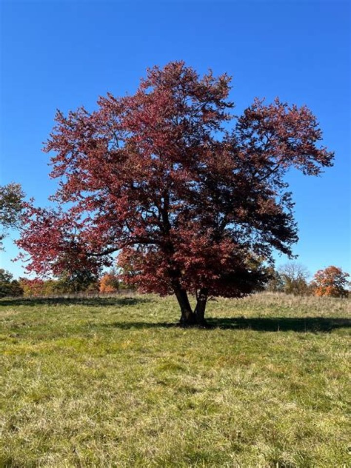 Heartspring: A Beacon of Hope in Wichita, Kansas