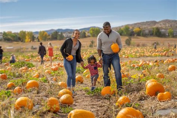 Discovering McCall's Pumpkin Patch in New Mexico: A Perfect Fall Destination