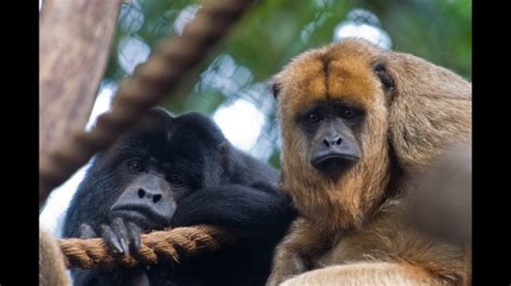 Understanding the Fascinating World of Monkey Howl