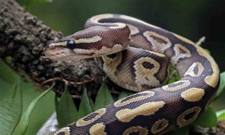 The Fascinating World of Pet Snakes: A Comprehensive Guide